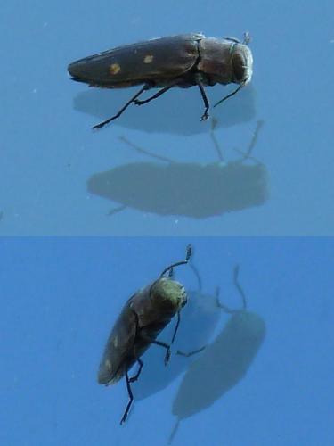 Réf. 184 402 : Chrysobothris affinis